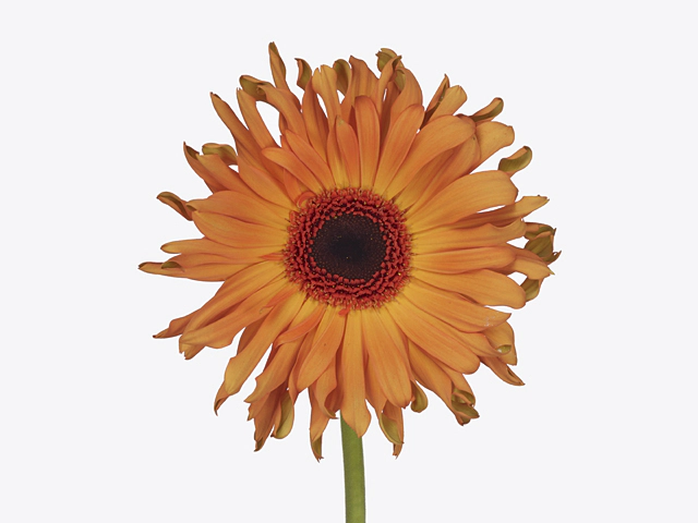 Gerbera large flowered curl-shaped 'Pasta Bolognese'