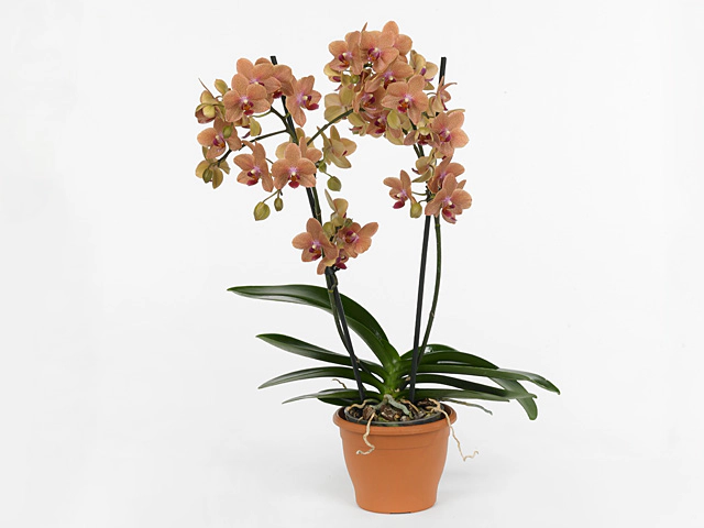 Phalaenopsis Multifloratypes Floriclone Sunset Love