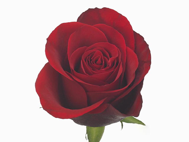 Роза крупноцветковая "Red Alert"