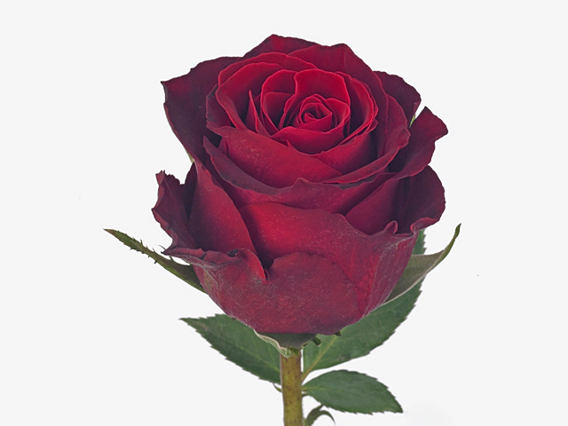 Роза крупноцветковая "Bandleader"