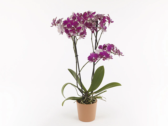 Phalaenopsis Anthura Rombley