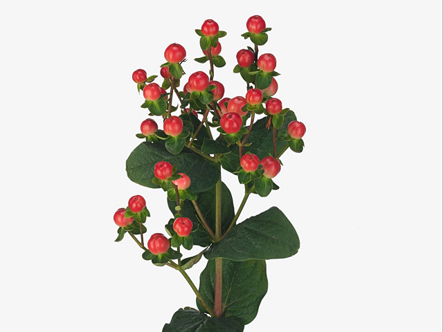 Hypericum androsaemum Tomato Flair