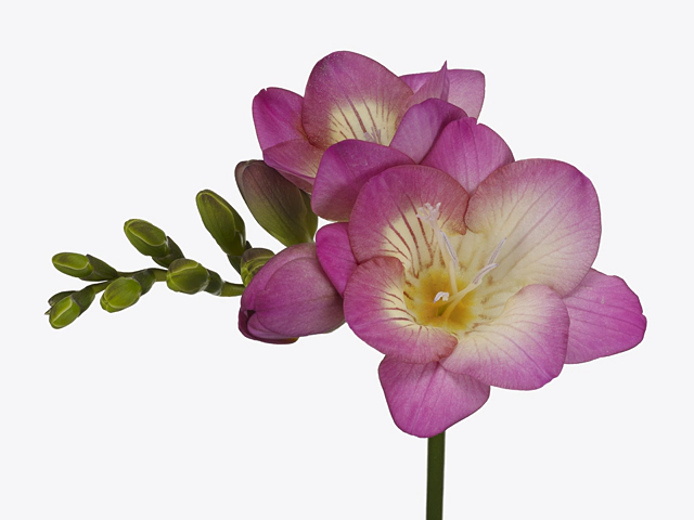Freesia single flowered 'Sienna'
