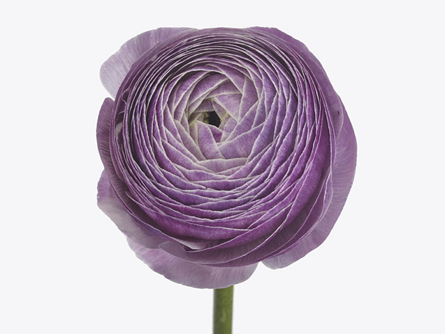 Ranunculus asiaticus Success Nonno Antonio