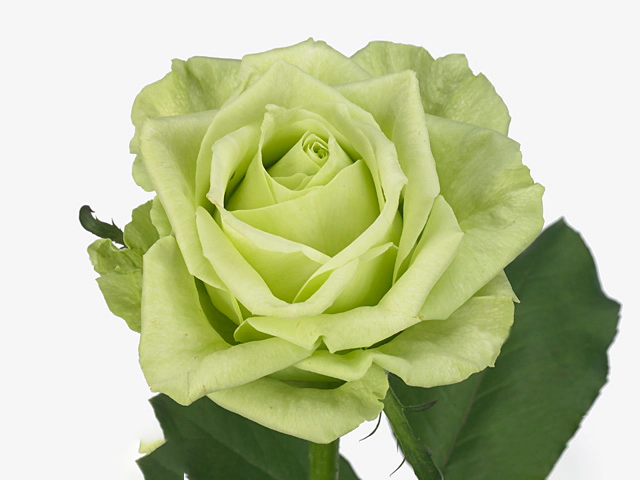 Роза крупноцветковая "Green Naomi!"