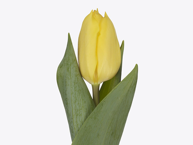 Tulipa (Triumph Grp) 'Big Bird'