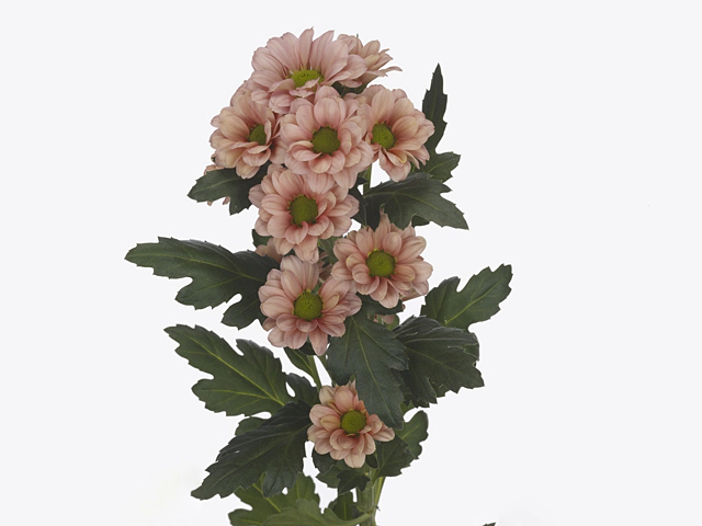 Chrysanthemum (Indicum Grp) spray santini Babette