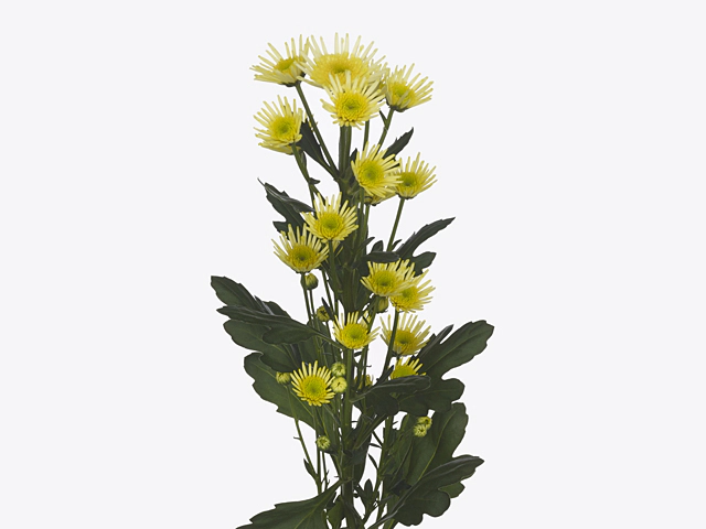Chrysanthemum (Indicum Grp) spray santini Maradona Yellow