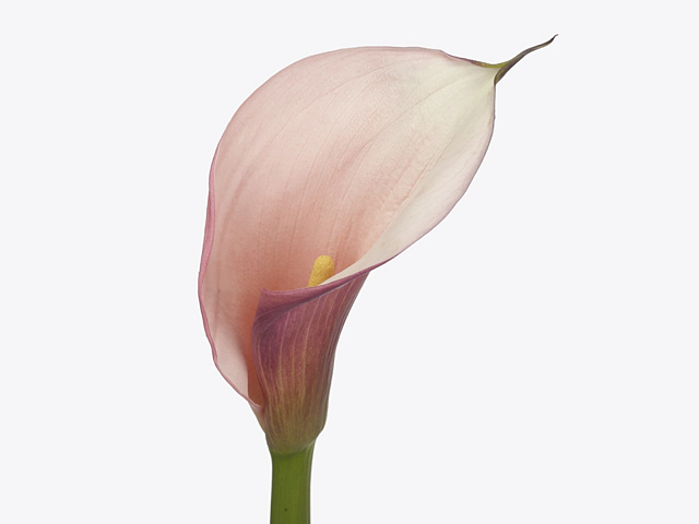 Zantedeschia aethiopica Eydolls Purple Pink