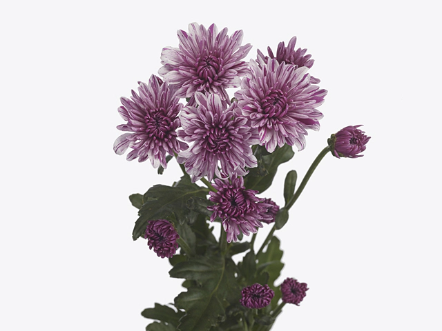 Chrysanthemum (Indicum Grp) spray Pasion Souffle