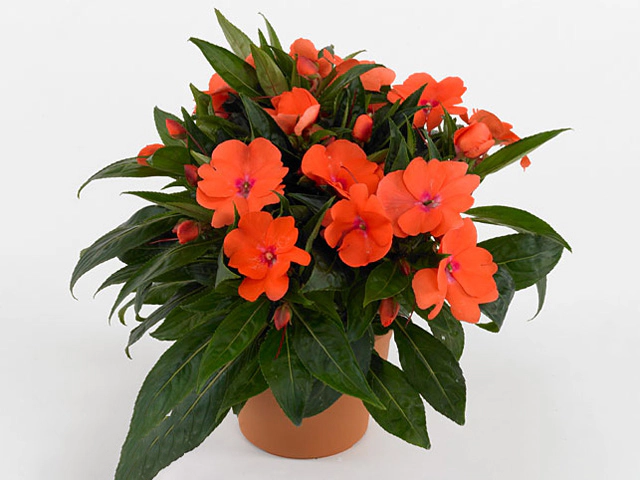 Impatiens (New Guinea Grp) Tamarinda Dark Salmon