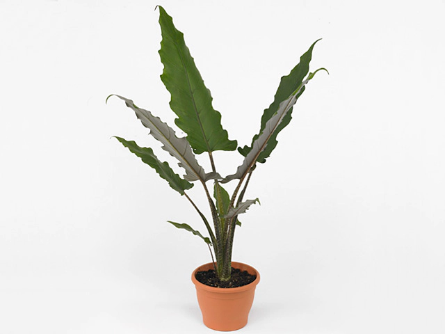 Alocasia lauterbachiana