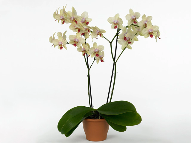 Phalaenopsis 'Maya'