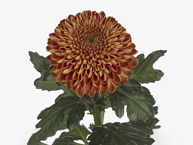 Chrysanthemum (Indicum Grp) disbudded Marrakesh