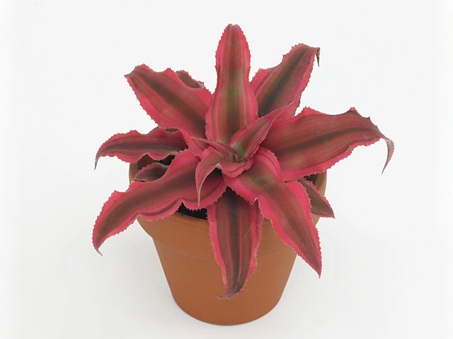 Cryptanthus 'Rubin Star'