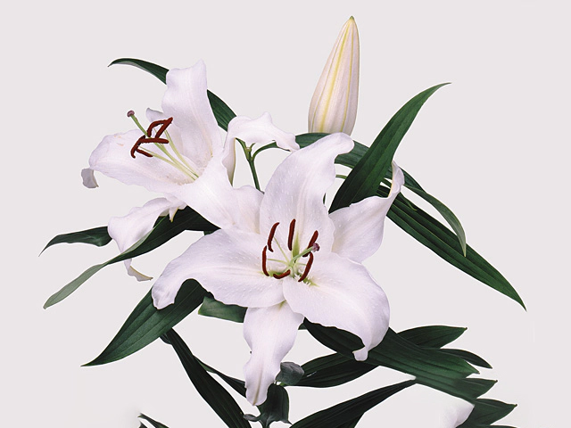 Лилия восточная "Simplon"