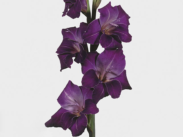 Гладиолус крупноцветковый "Violetta"