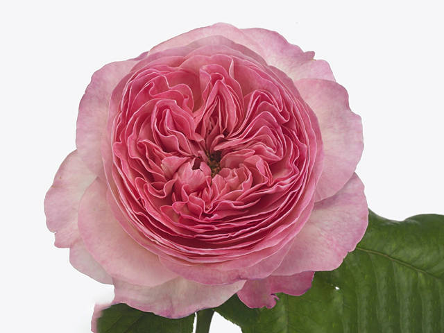 Rosa large flowered Pink Fragrance@