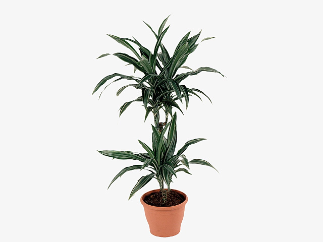 Dracaena fragrans (Deremensis Grp) Ulises