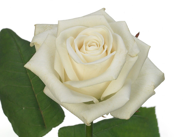 Роза крупноцветковая "White Swan"
