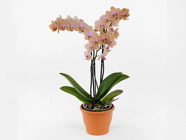 Phalaenopsis Anthura Jena