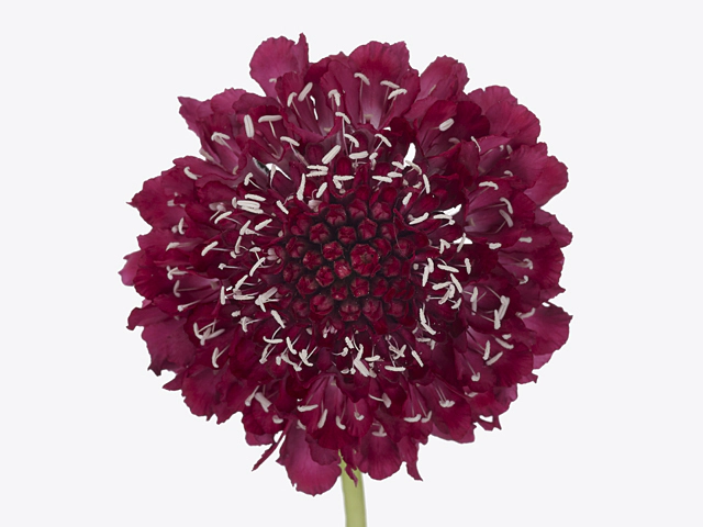 Scabiosa atropurpurea Tutti Frutti Scoop