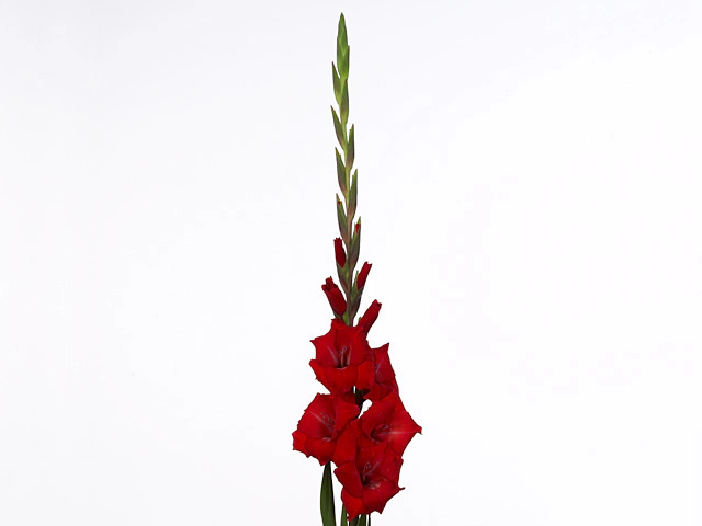 Gladiolus (Large-flowered Grp) 'Roma'