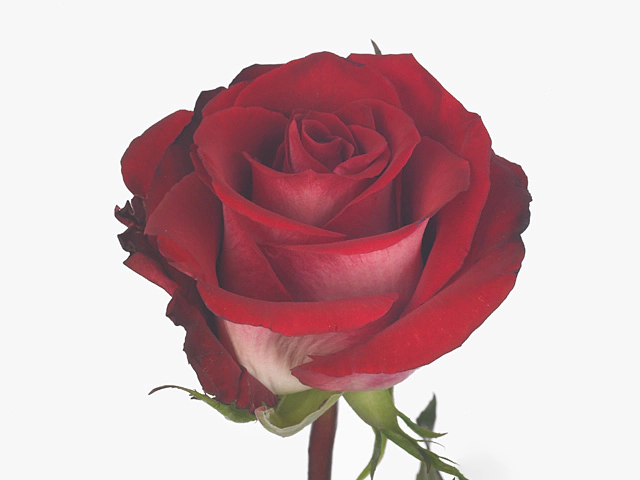 Роза крупноцветковая "Emilia"
