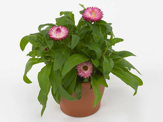 Xerochrysum Mohave Dark Rose