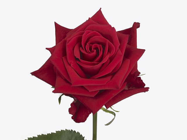Роза крупноцветковая "Rhodé!"