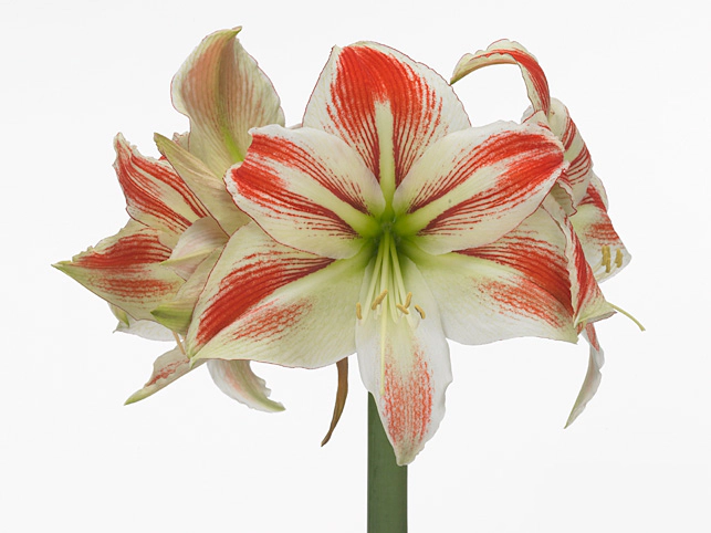 Hippeastrum (Galaxy Grp) 'Amorice'