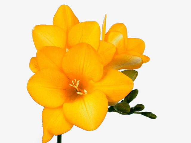 Freesia single flowered Rapid Yellow