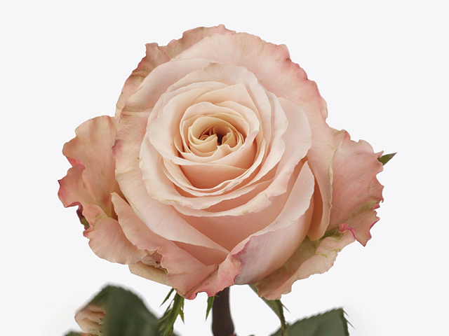 Rosa large flowered Shimmer