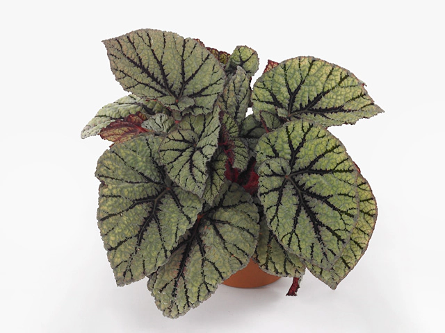 Begonia foliage Magic Colours Fedor
