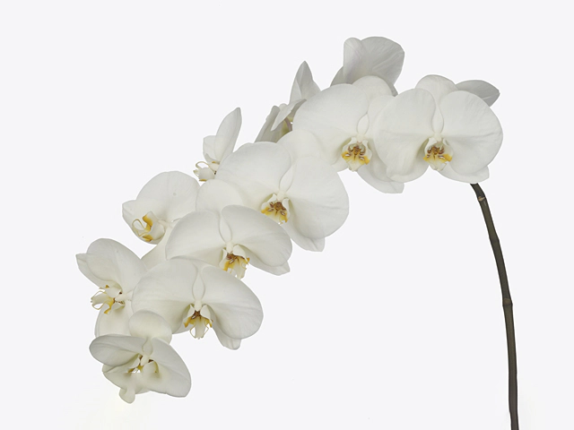 Phalaenopsis per flower 'Magnificent Maliha'