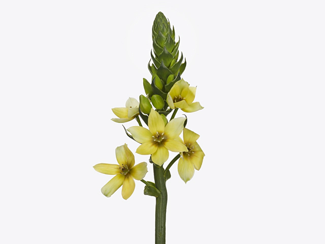 Ornithogalum dubium 'Orchid Star'