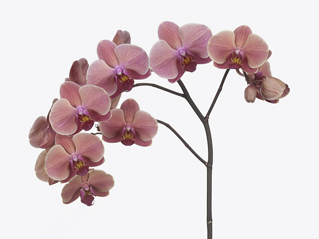 Phalaenopsis per branch Narbonne