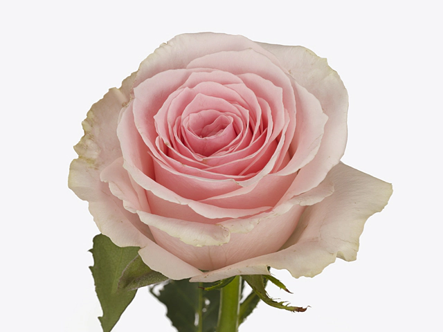 Роза крупноцветковая "Candy Girl"