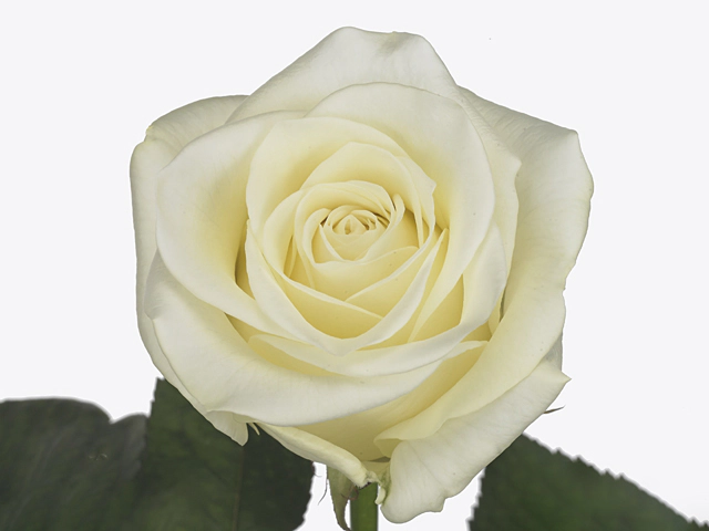 Роза крупноцветковая "Arctica"