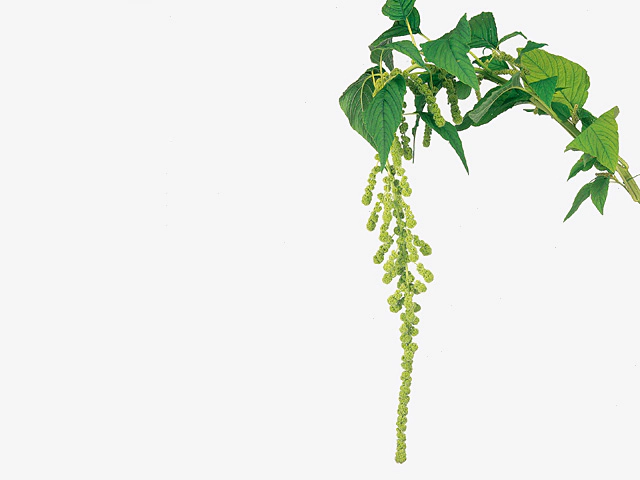 Amaranthus caudatus 'Cycloop'