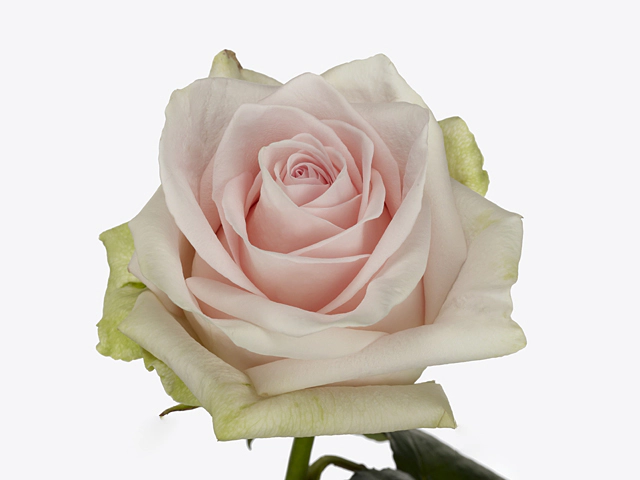Роза крупноцветковая "Chloë!"