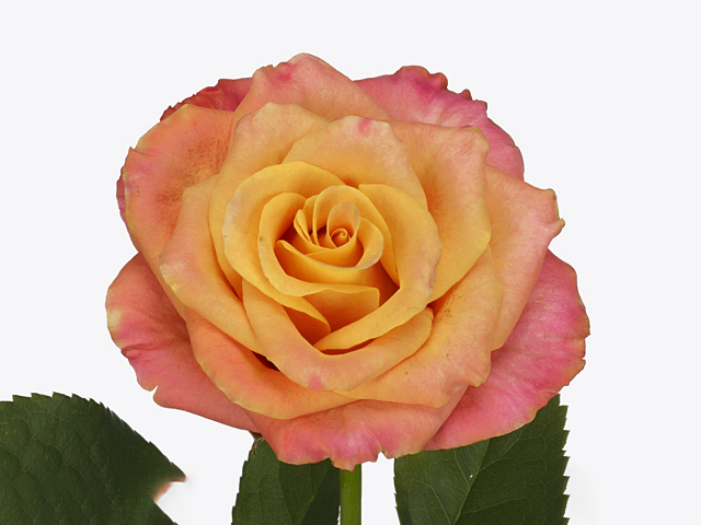 Роза крупноцветковая "Jamaica@"