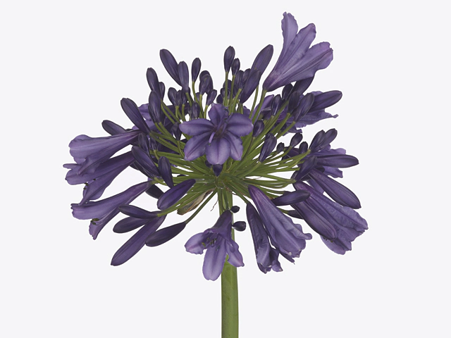 Agapanthus (Funnel Grp) Poppin'Purple