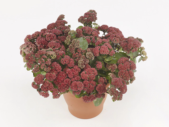 Sedum telephium Seduction Rosé Soirée