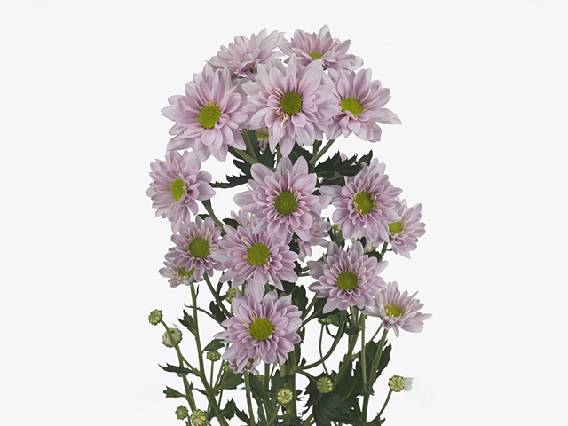 Chrysanthemum (Indicum Grp) spray Adele