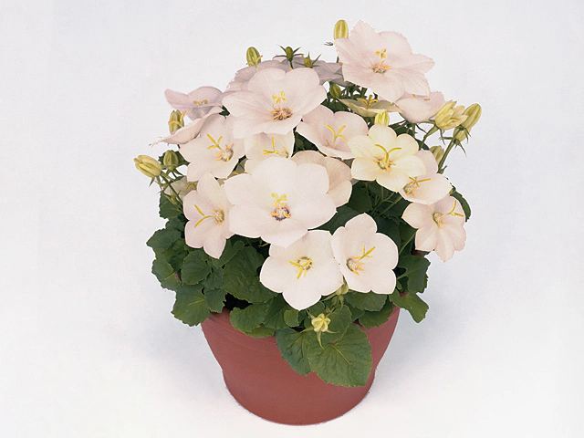 Campanula carpatica 'Pearl White'