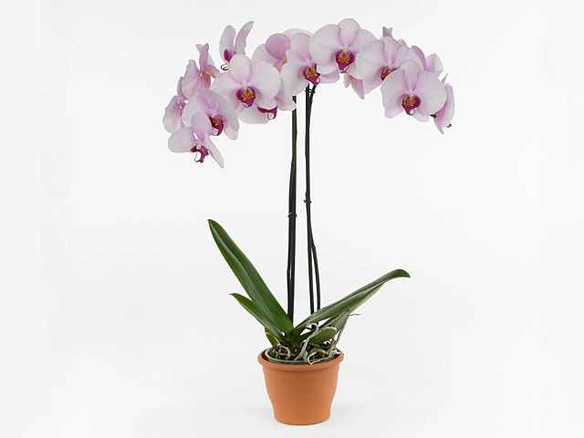 Phalaenopsis Scroppino