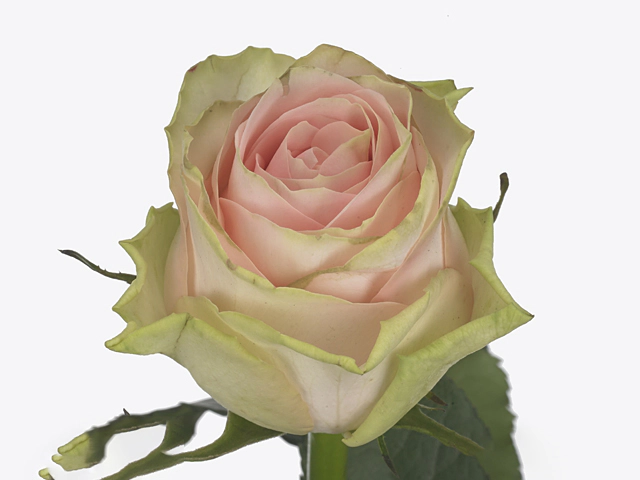 Роза крупноцветковая "Sensual"