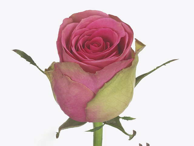 Роза крупноцветковая "Altavista"