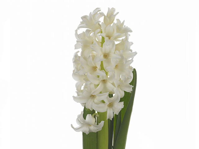 Hyacinthus orientalis 'Top White'